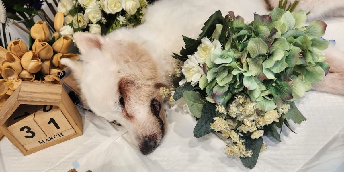 A Step-by-Step Guide to Pet Cremation in Singapore