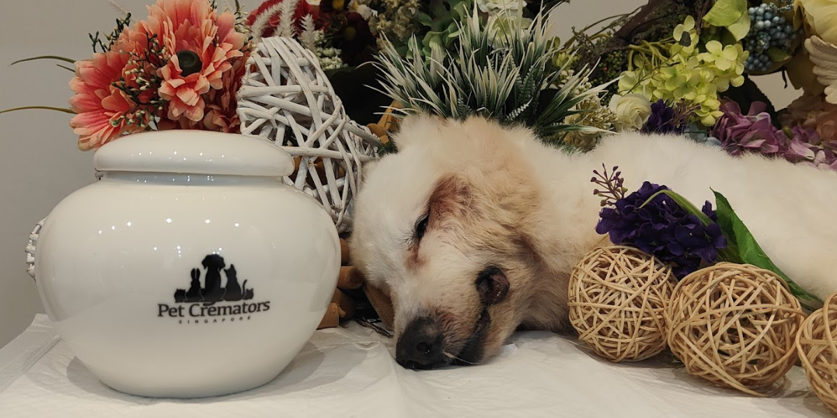 FAQs on Pet Cremation in Singapore